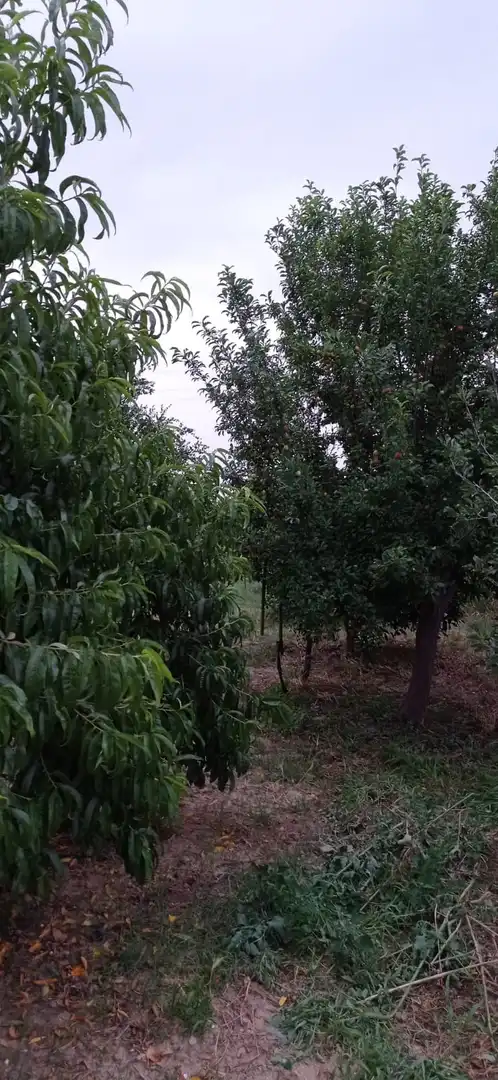 Terreny rústic en venda a La Algaba, imagen 4