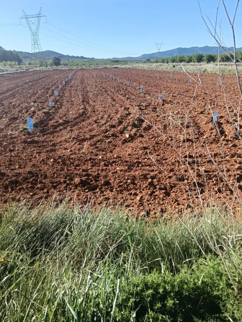 Terreny rústic en venda a Benlloc, imagen 4