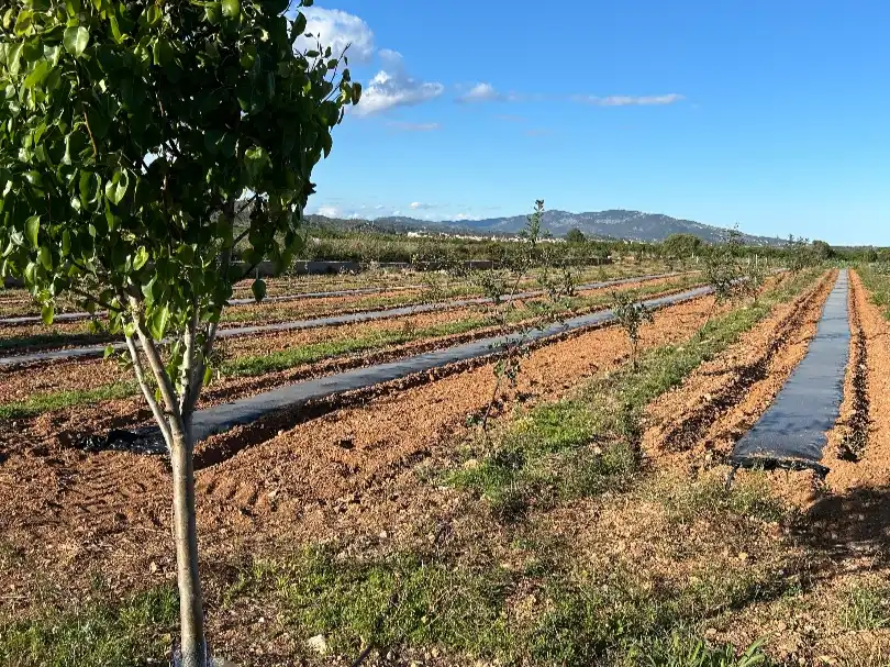 Terreny rústic en venda a N-340 2, imagen 4