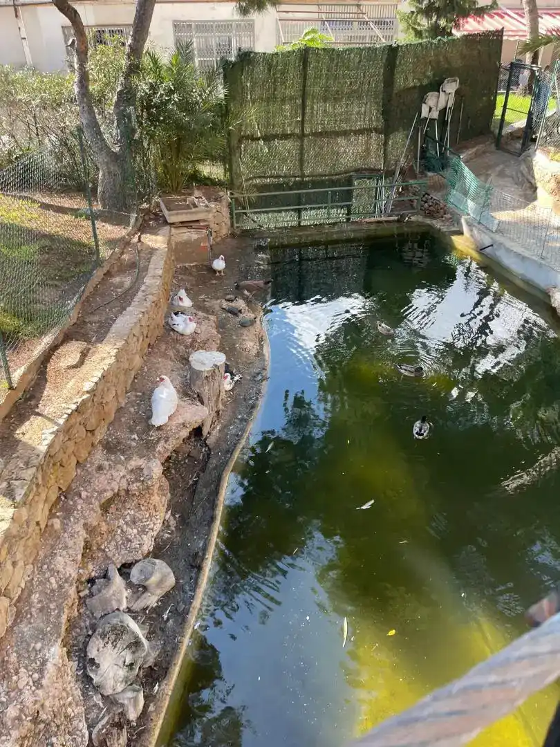 Schwimmbecken von Wohnung zur Miete in Rincón de Loix