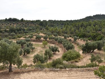 Rural land for sale in La Fresneda