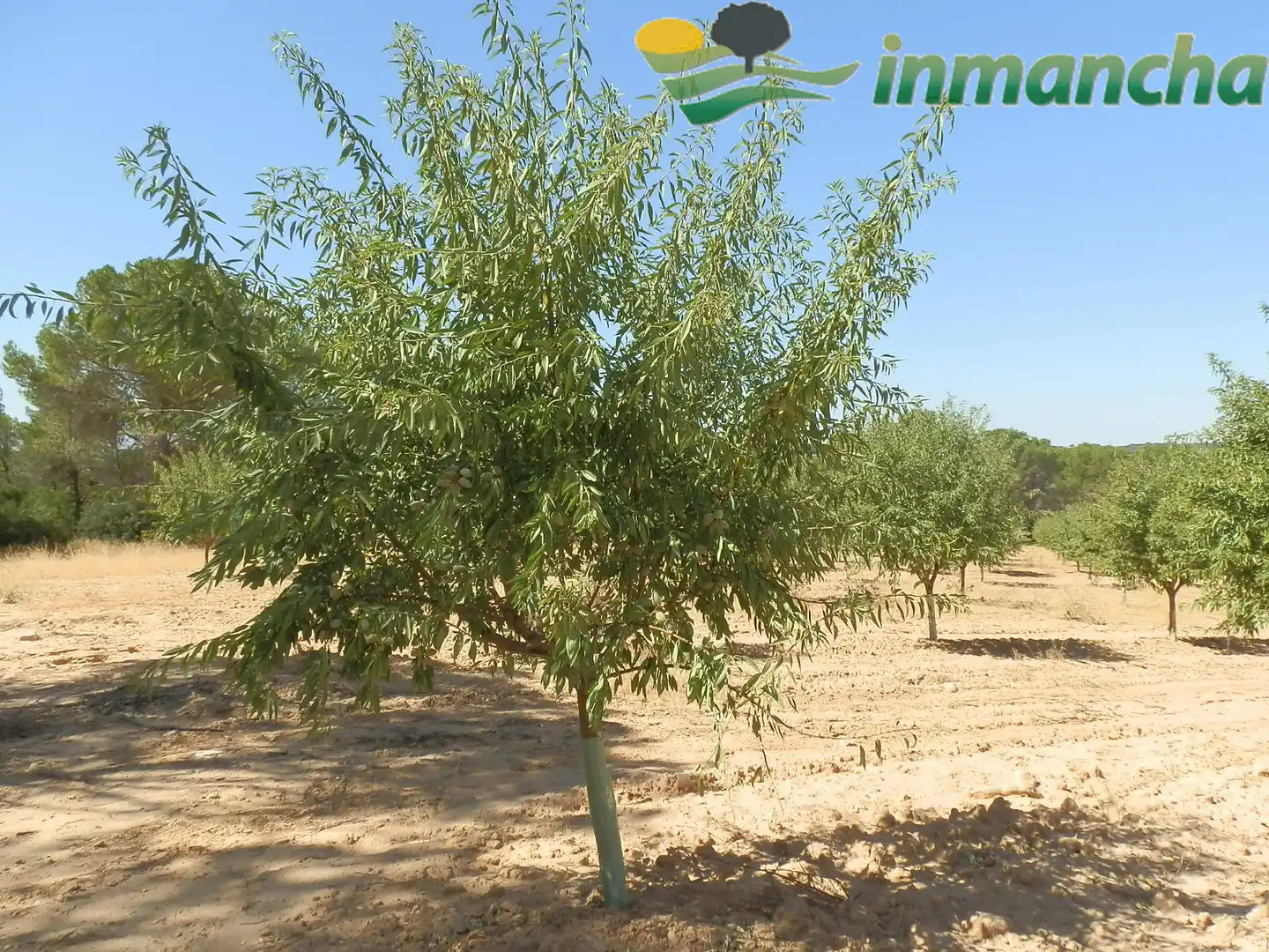 Rural land for sale in La Roda, imagen 15