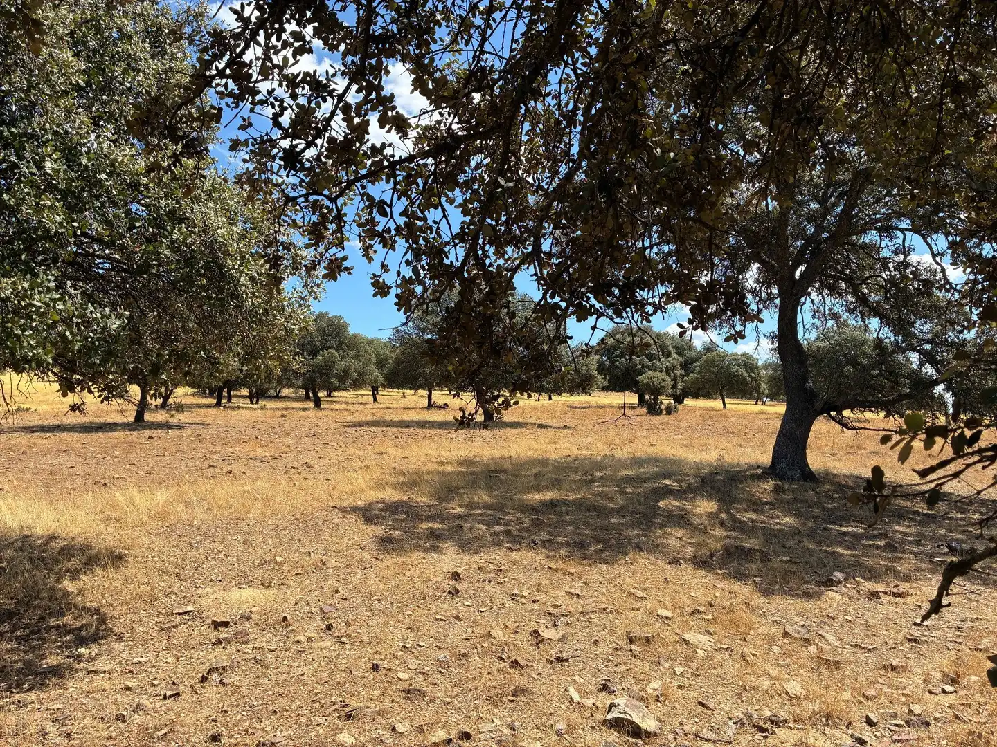 Rural land for sale in Mohedas de la Jara, imagen 12