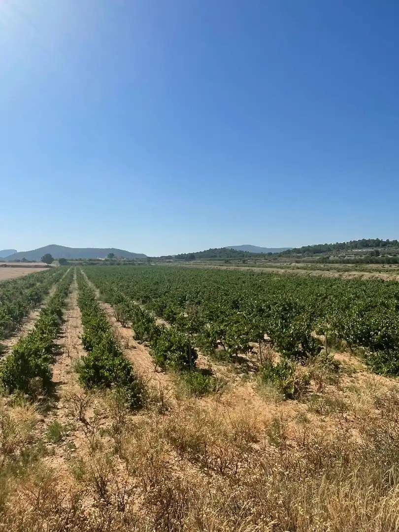 Terreno rústico en venta en El Pinós / Pinoso, imagen 29