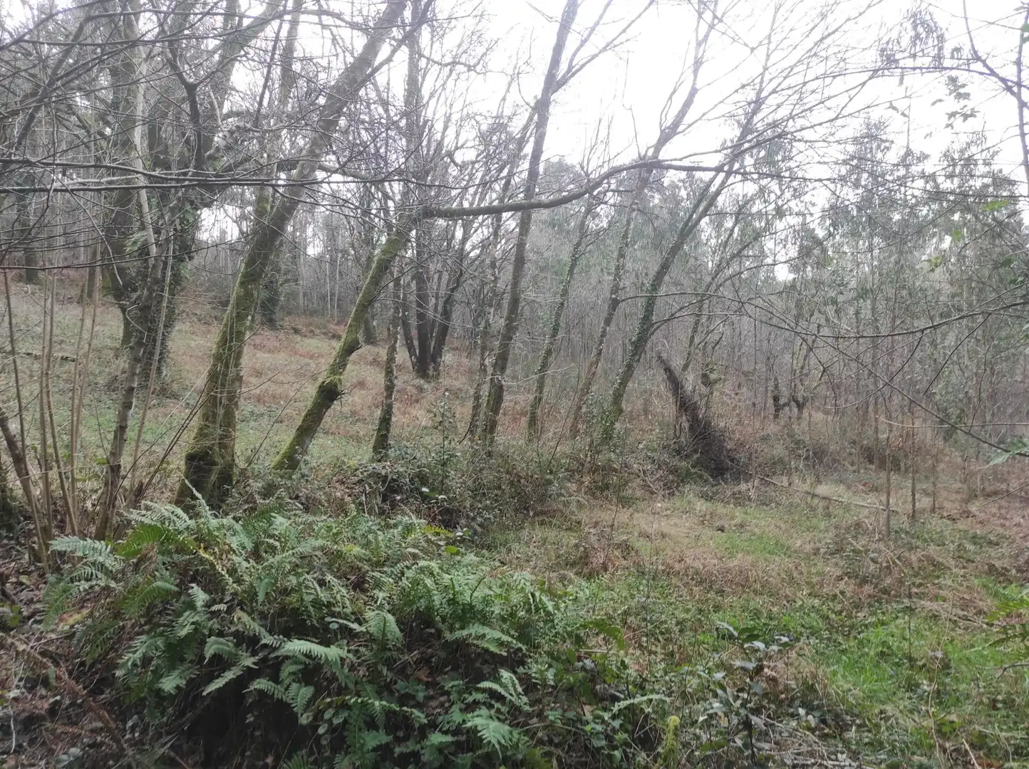 Terreni e lotti in vendita a Lugar PINAR DE ABAIXO., imagen 7
