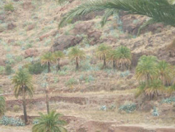 Land for sale in Santa Lucía de Tirajana