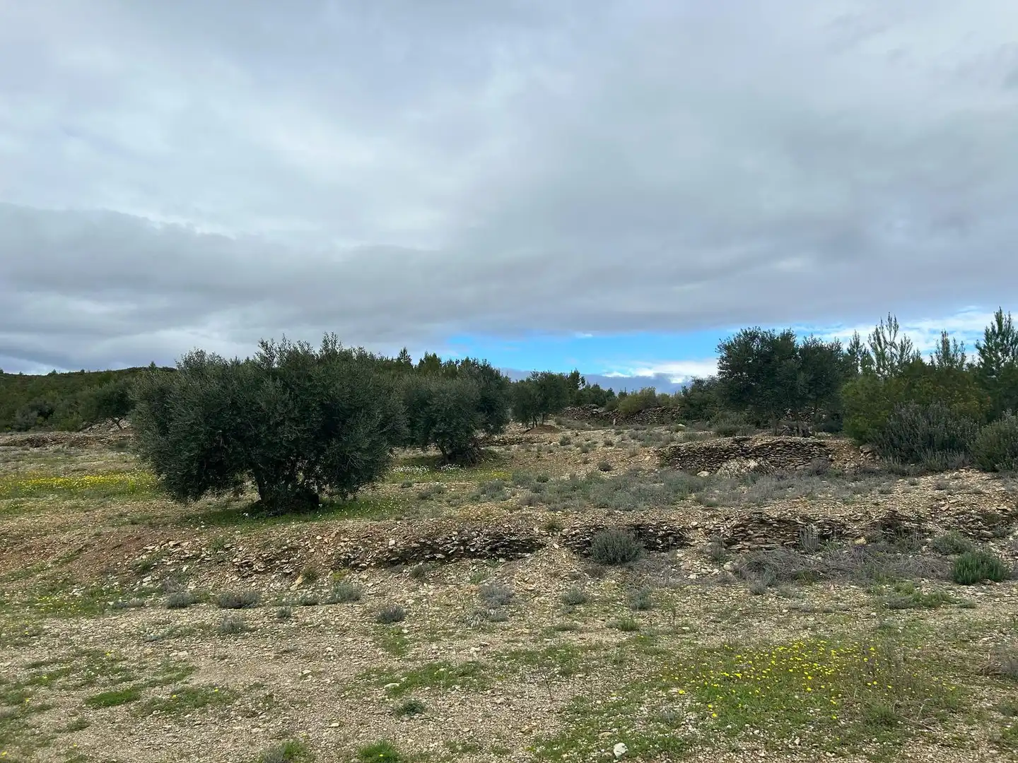 Land for sale in Biure