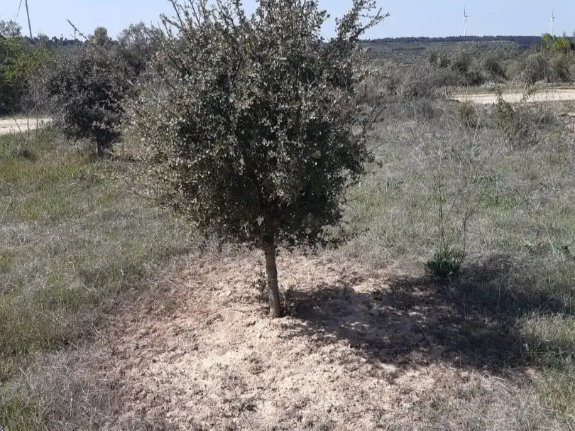 Rural land for sale in C-242 1, imagen 3