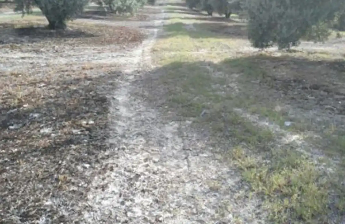 Terreni e lotti in vendita a Fuerte del Rey, imagen 5