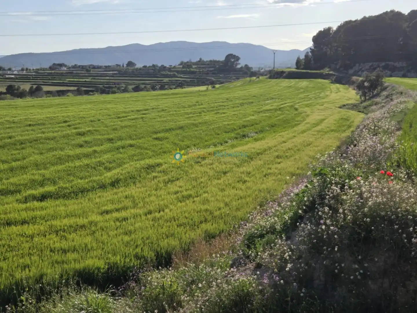 Terreny rústic en venda a L'Olleria, imagen 11