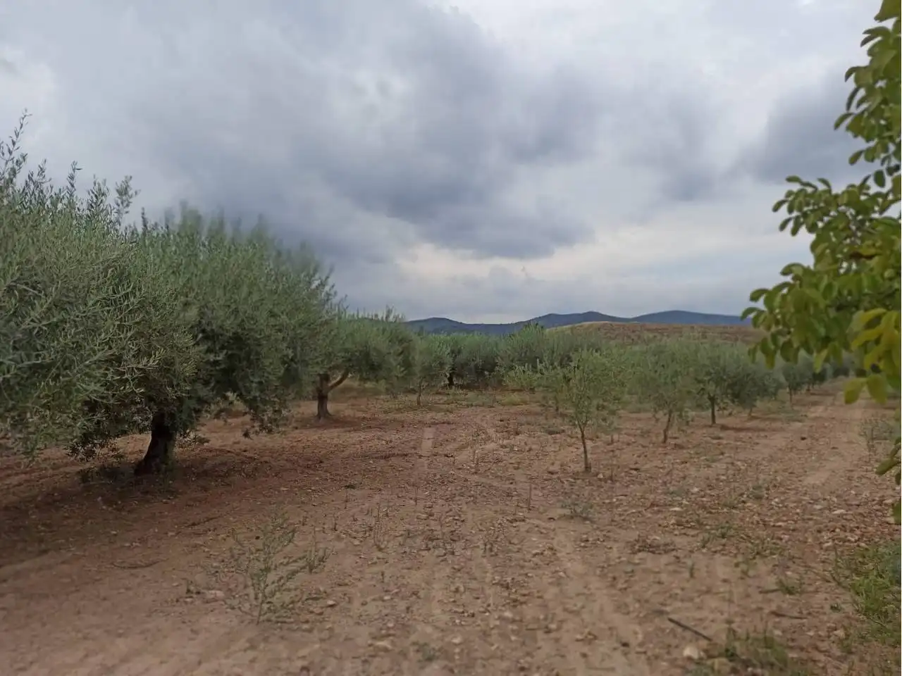 Terreno rustico in vendita a Cervera del Maestre, imagen 16