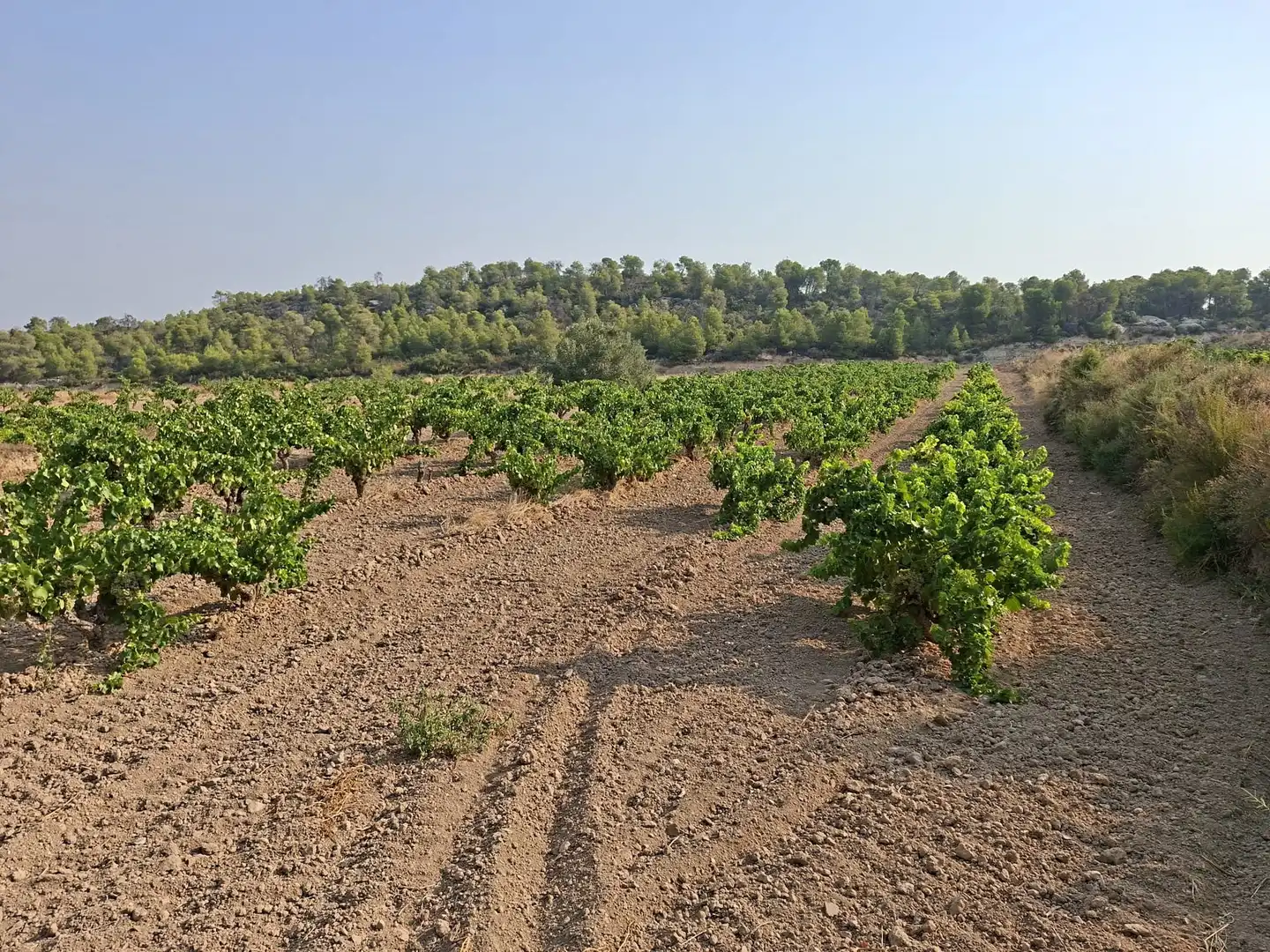 Terreno en venta en Nonaspe