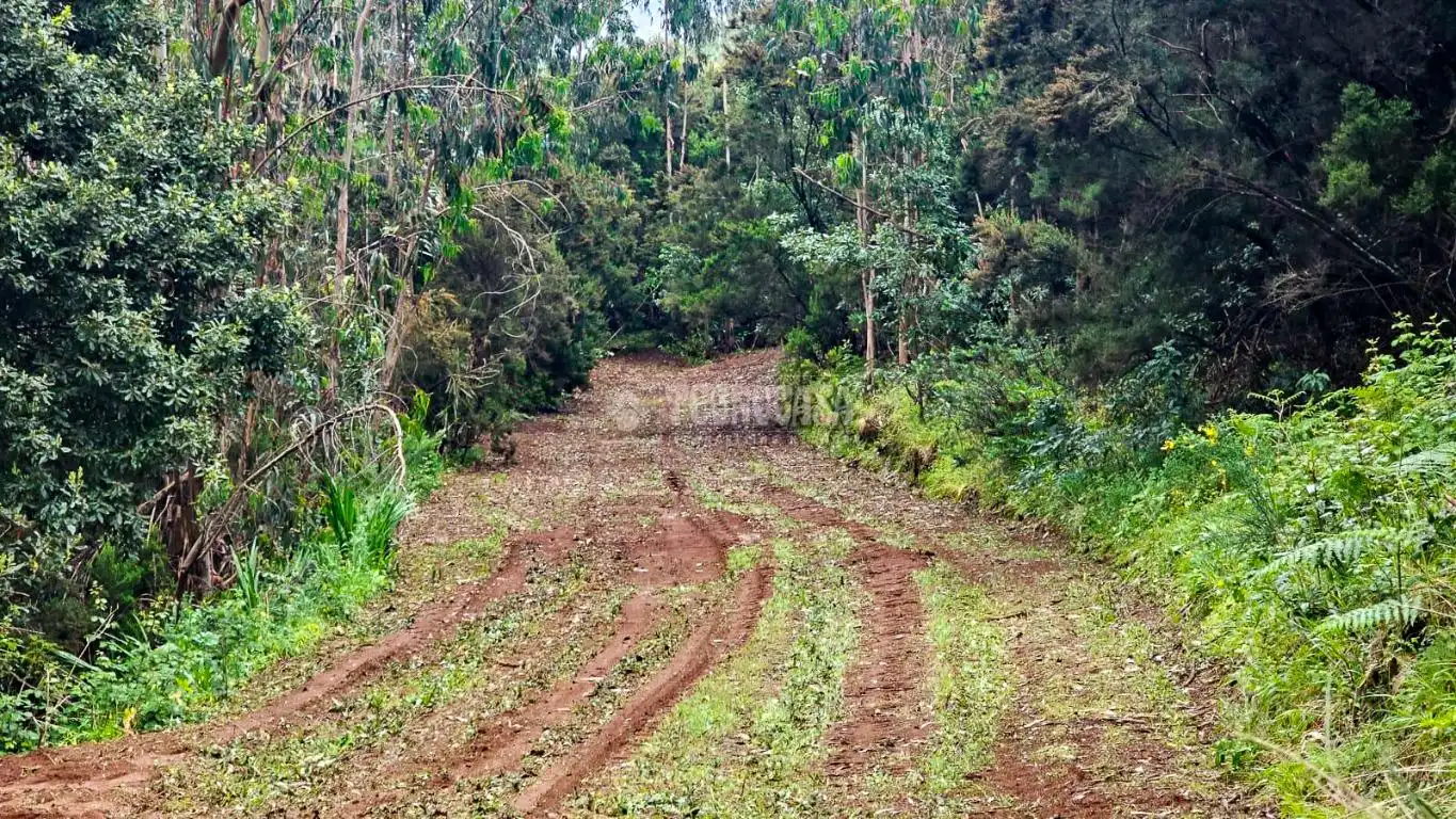 Land for sale in Tacoronte