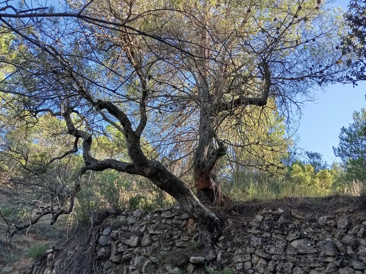 Vista exterior de Terreno en venta en Torre de Arcas