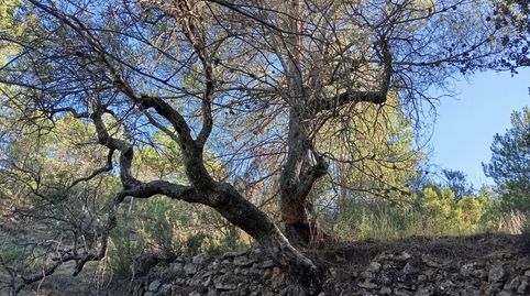 Foto 4 von Grundstücke zum Verkauf in Calle Sol, 1, Torre de Arcas, Teruel