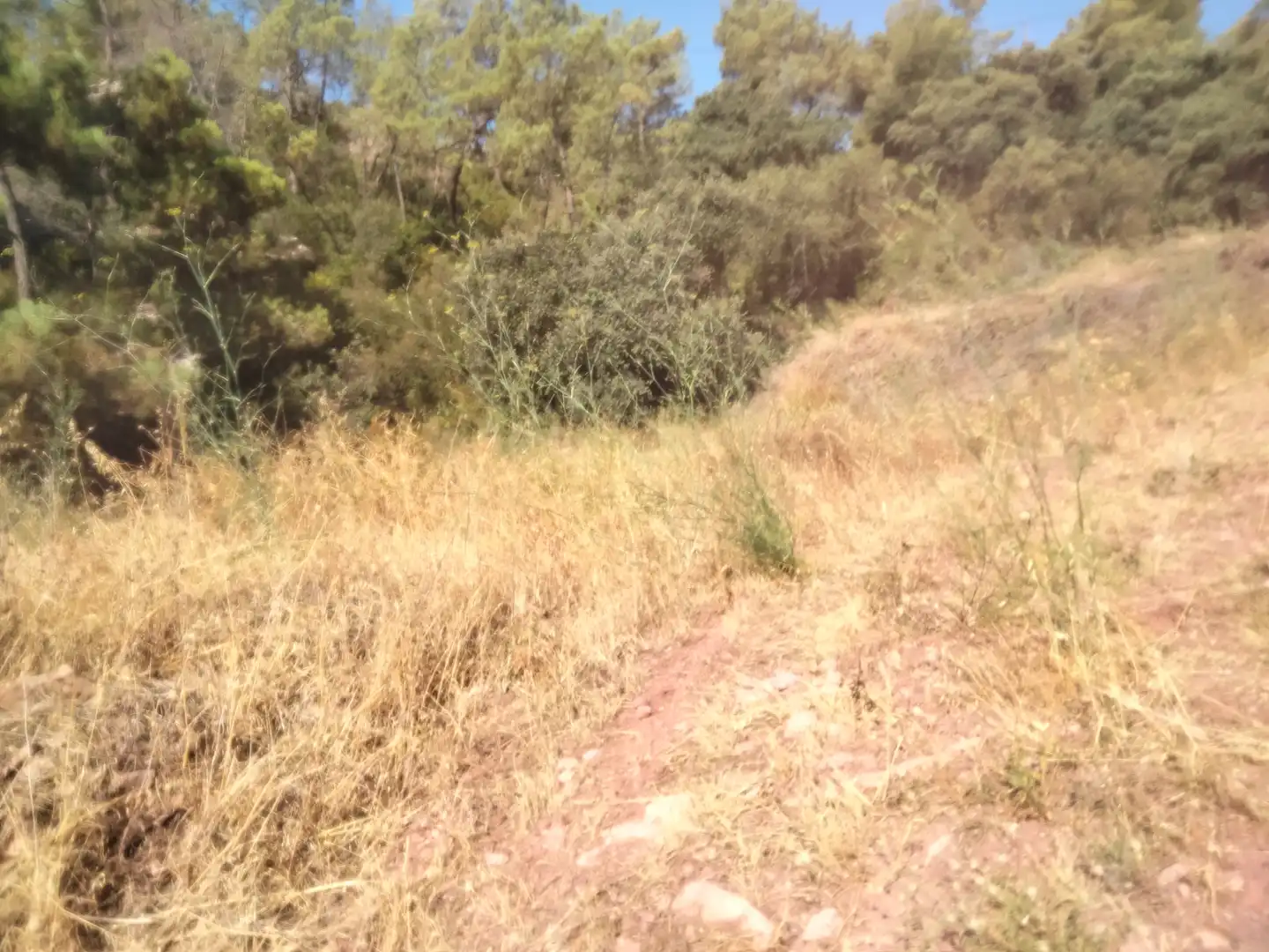 Rural land for sale in Gátova, imagen 4