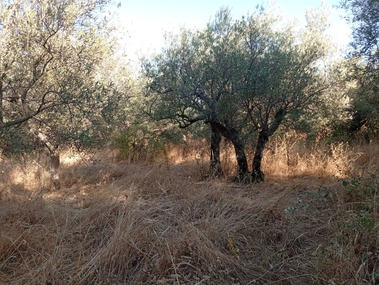 Terreni e lotti in vendita a Villanueva de la Vera, imagen 36