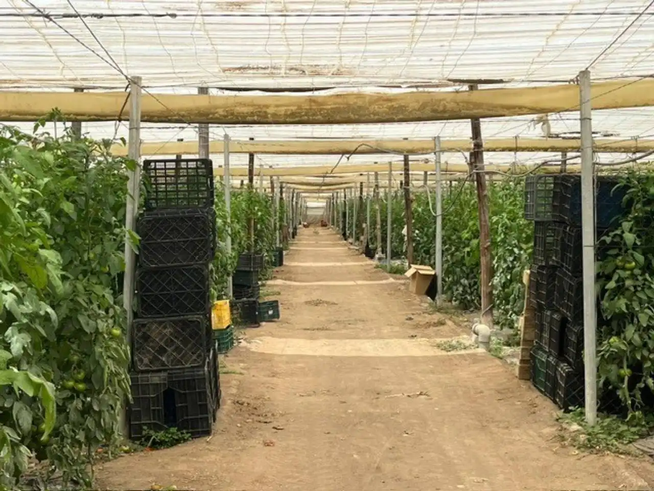 Terreny rústic en venda a Níjar pueblo