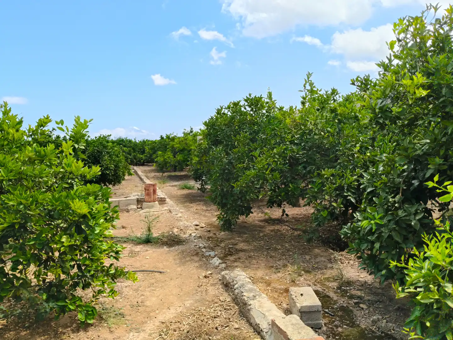 Rural land for sale in Partida Pla 42, imagen 11