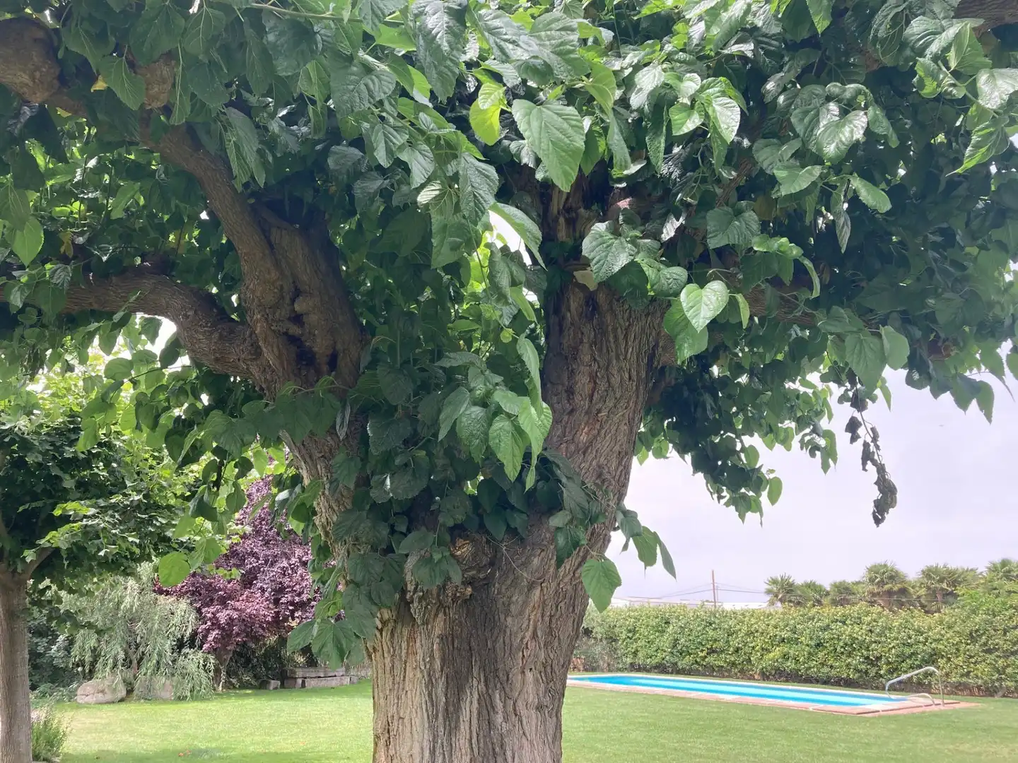 Jardí de Casa o xalet en venda en Vilanova de Bellpuig amb Calefacció, Jardí privat i Piscina