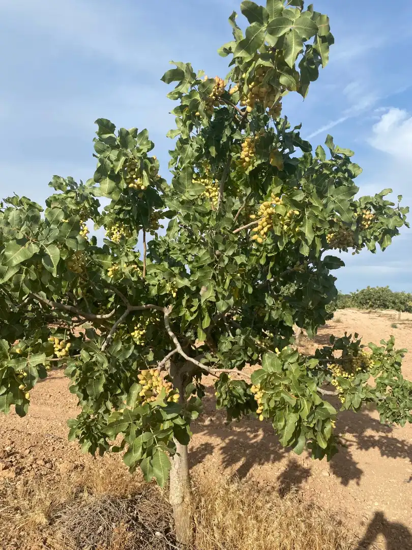 Jardín de Terreno en venta en Tomelloso