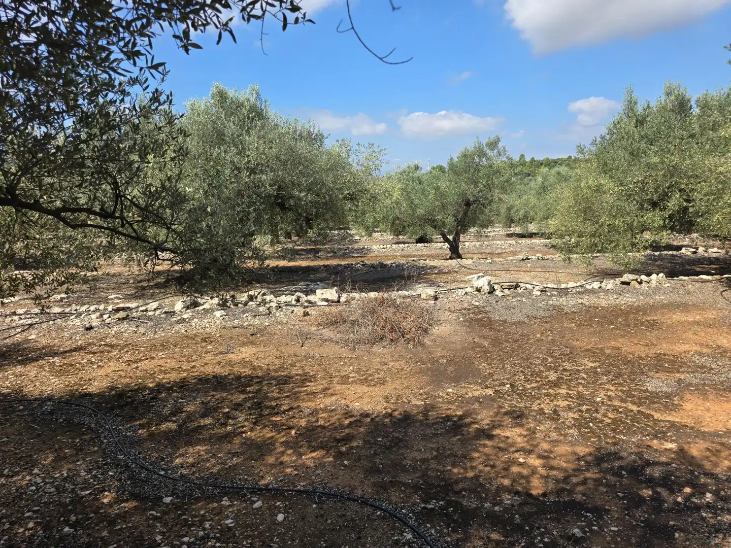 Finca rústica en venta en Freginals con Jardín privado