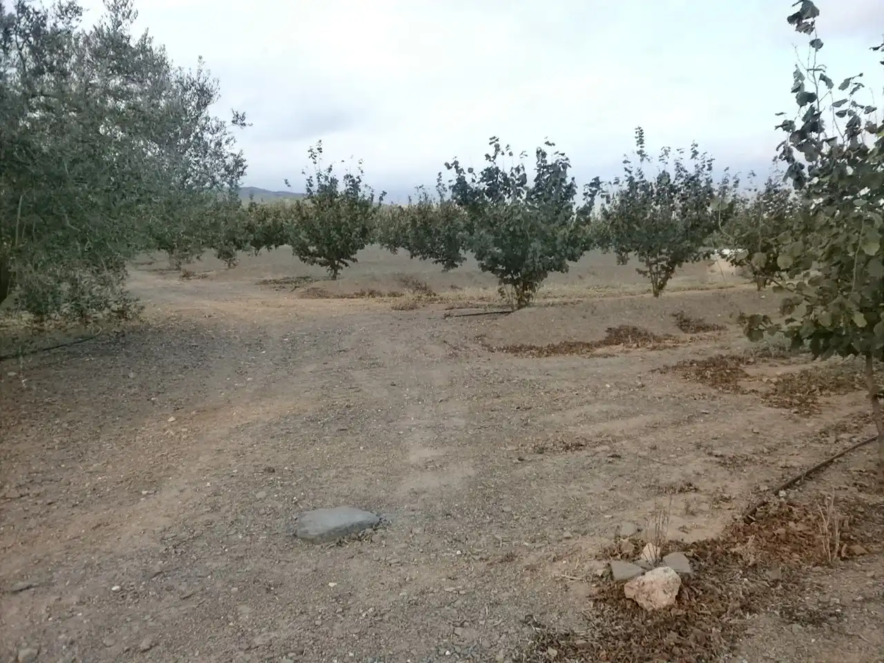 Rural land for sale in Castellvell del Camp, imagen 25