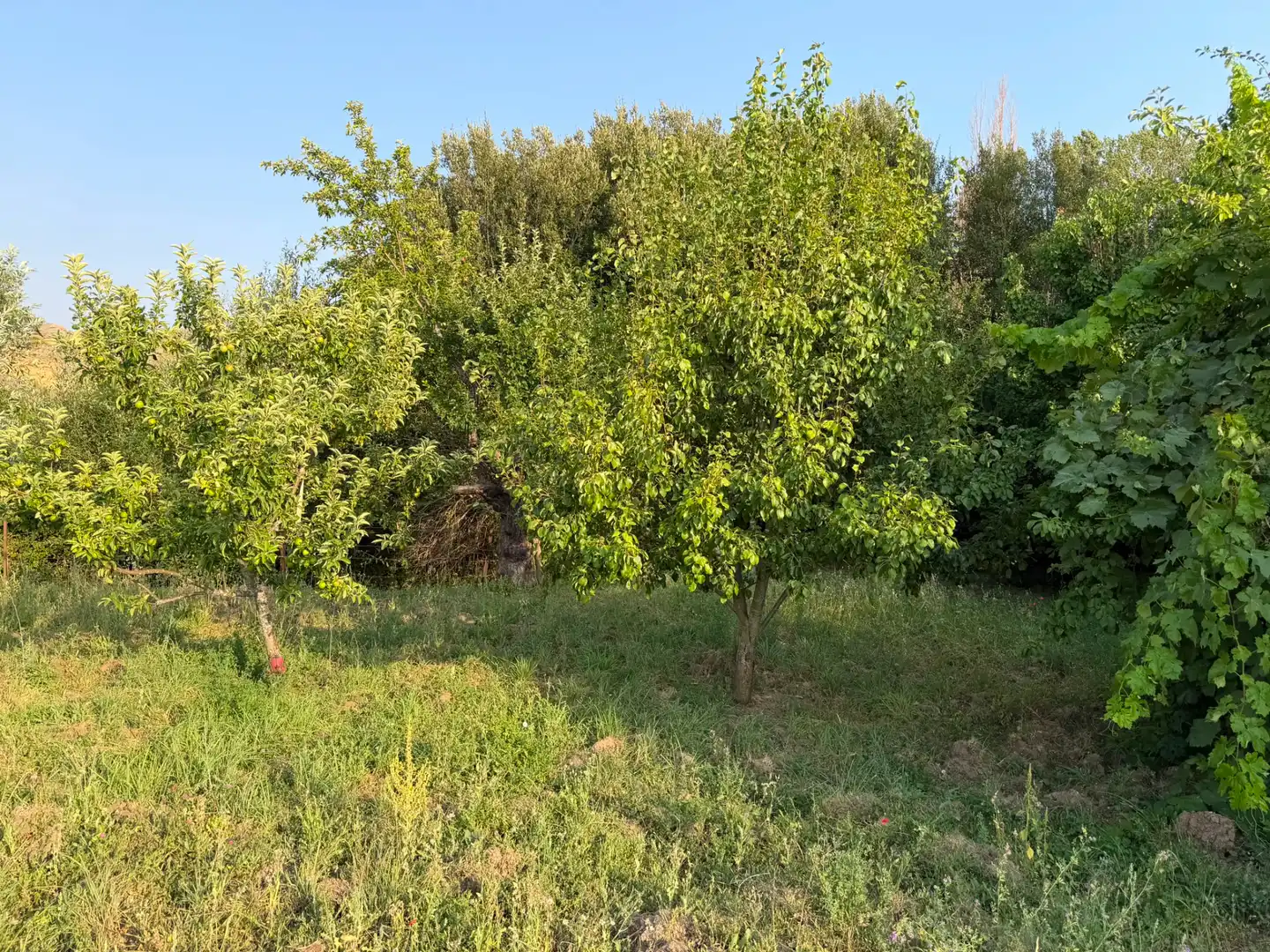 Casa o chalet en venta en Cillán