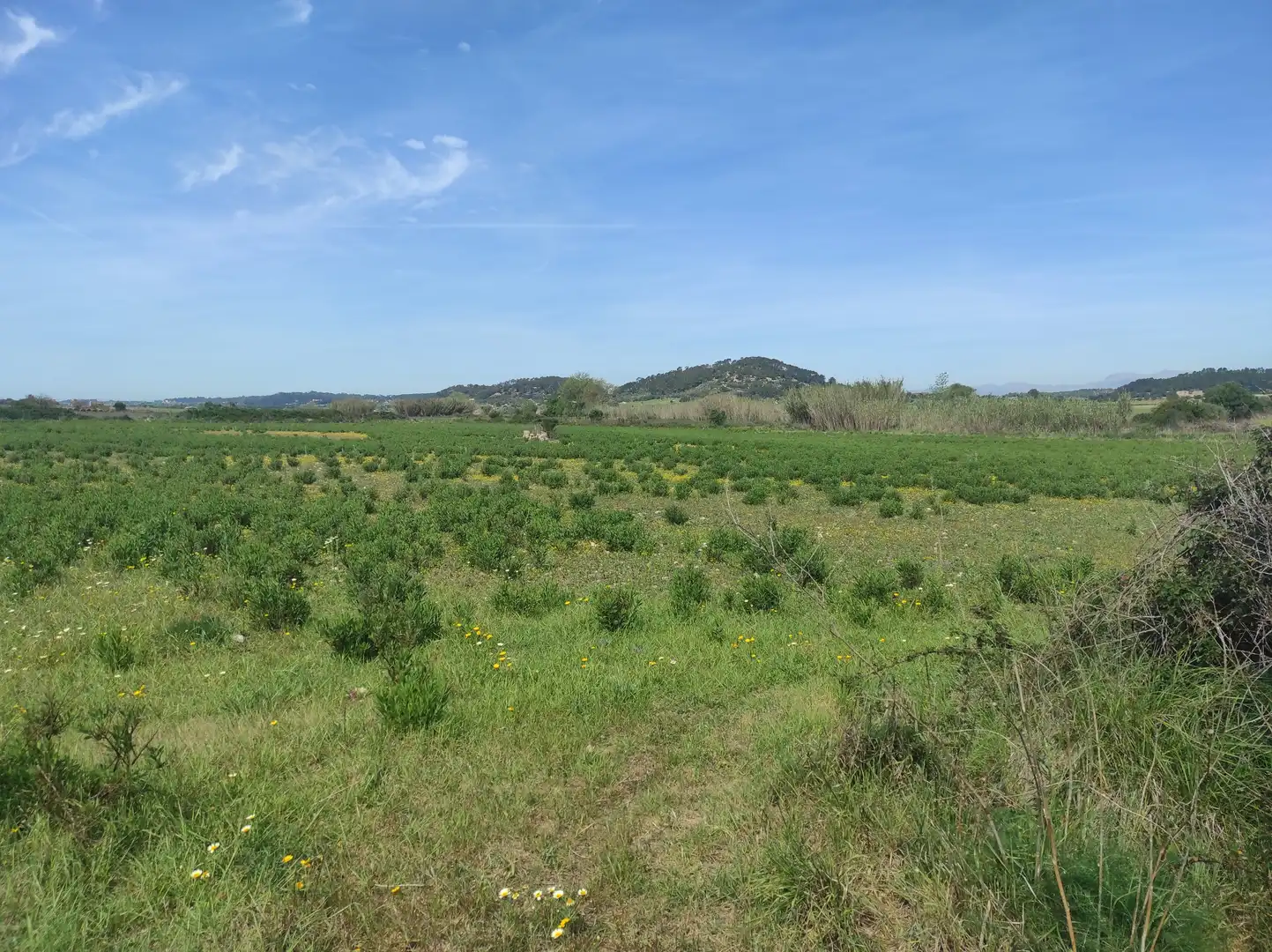 Casa rústica en venta en Sineu, imagen 6