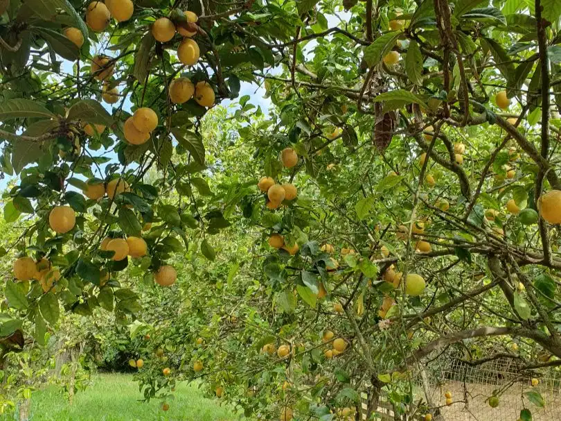 Jardí de Casa o xalet de lloguer en Sa Pobla amb Calefacció, Jardí privat i Terrassa