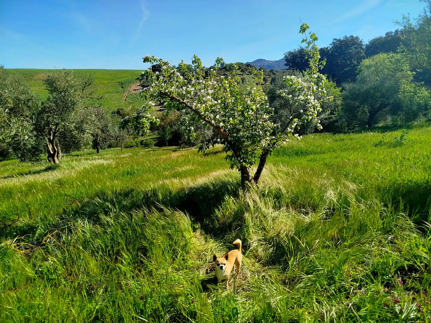 Außenansicht von Country house zum Verkauf in Ronda mit Klimaanlage und Terrasse
