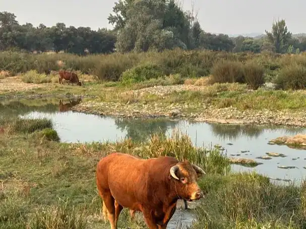 Vista exterior de Pis en venda en El Real de la Jara amb Aire condicionat, Jardí privat i Parquet