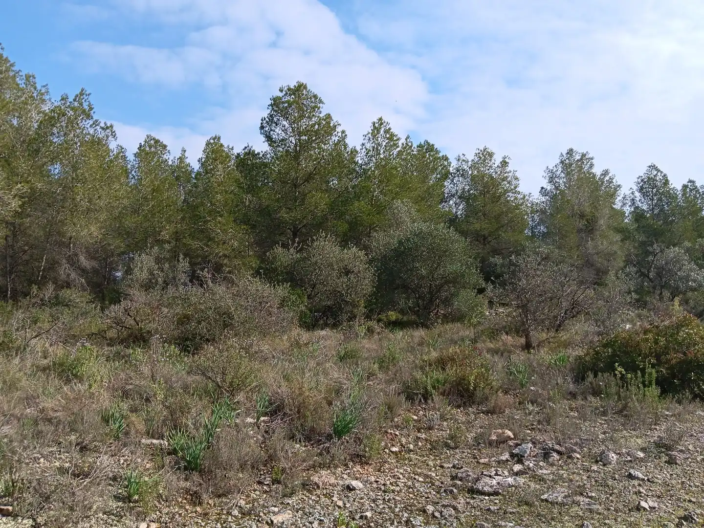Lands and plots for sale in Ginestar, imagen 6