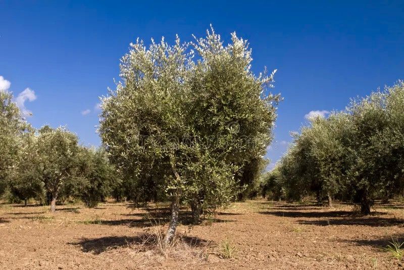 Garten von Grundstücke zur Miete in Benimassot