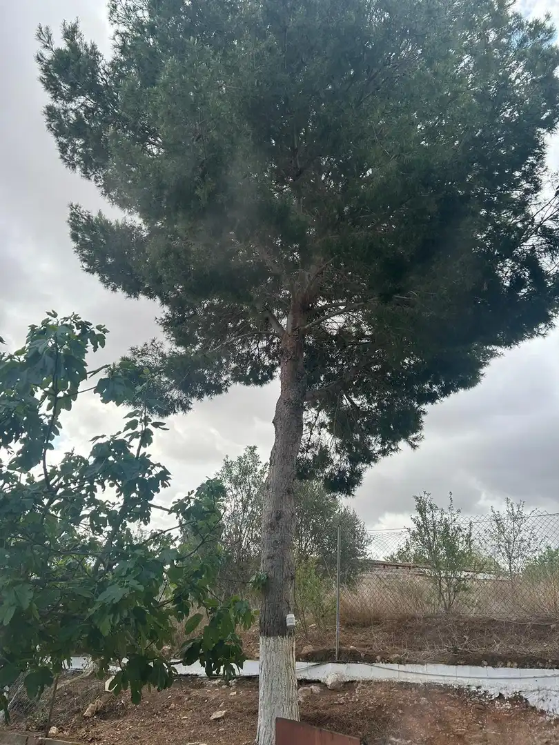 Rustikales Grundstück zum Verkauf in Pedanías Oeste, imagen 21