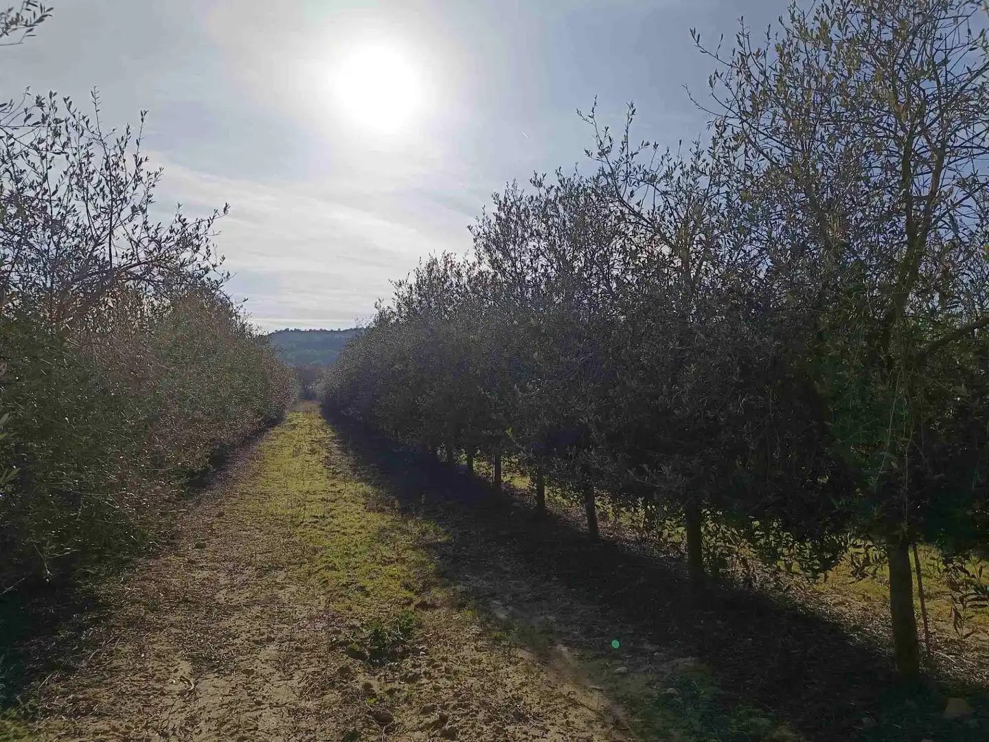 Land for sale in Estadilla
