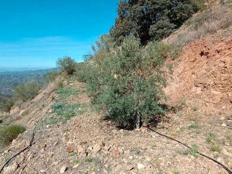 Terreno en Venta en Diseminado R37, 1 en El Cortijuelo