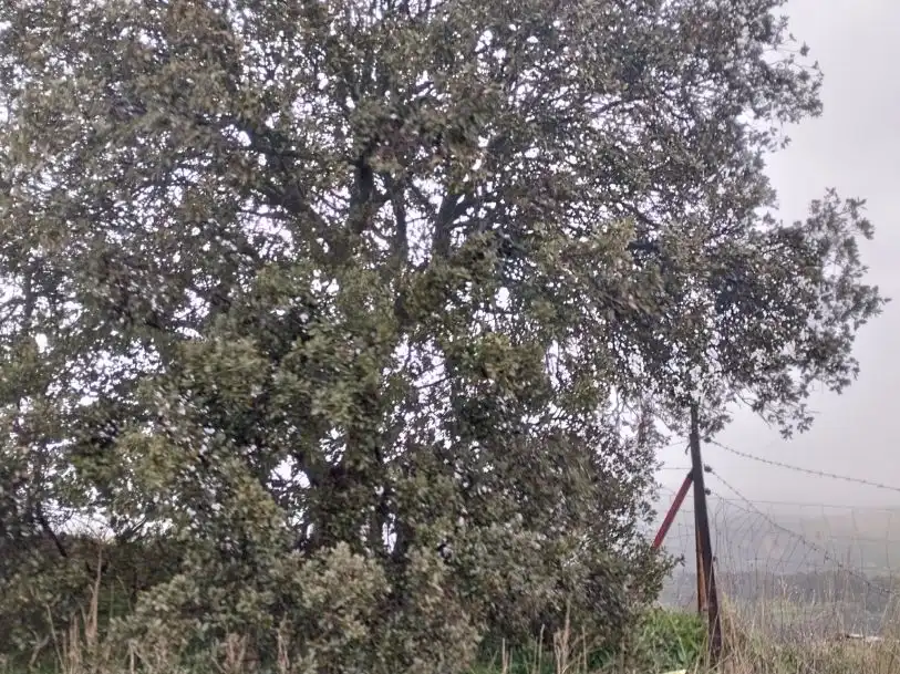 Außenansicht von Grundstücke zum Verkauf in Puebla del Maestre
