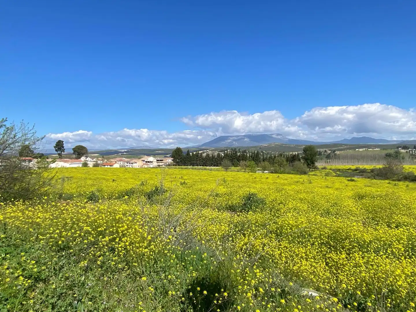 Rustikales Grundstück zum Verkauf in Pinos Puente, imagen 8