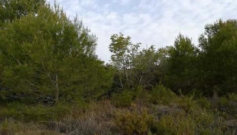 Land for sale in Estivella