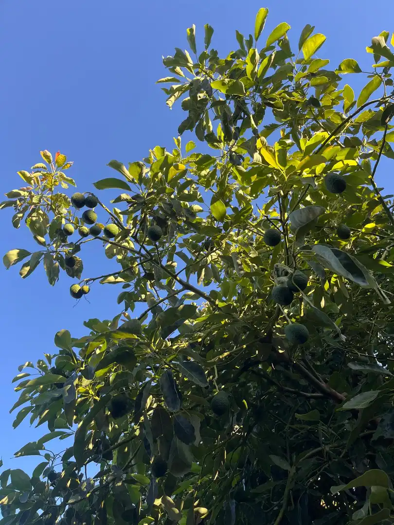Finca rústica en venta en Altos de Estepona