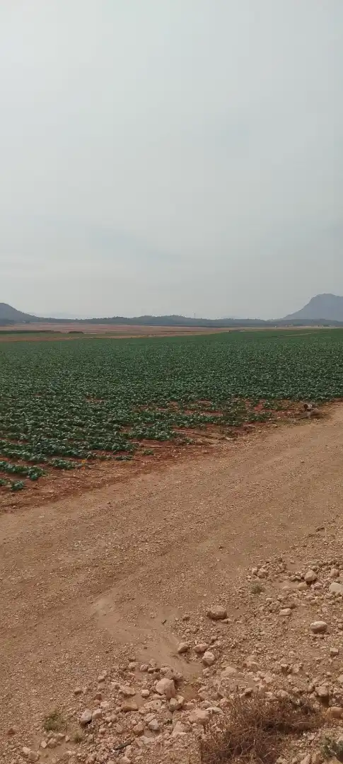Terreno en venta en Villena