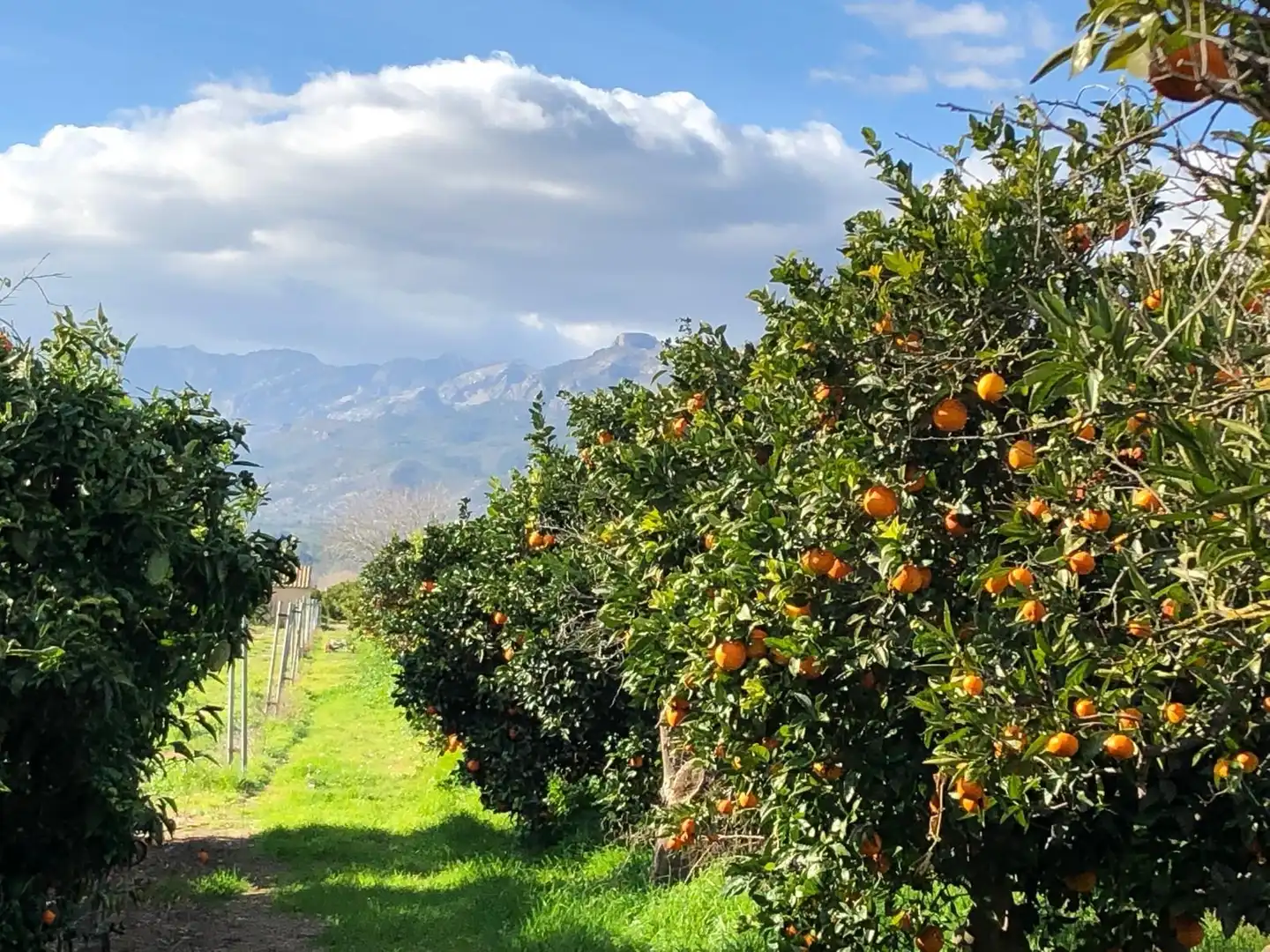 Vista exterior de Finca rústica en venda en Xerta amb Calefacció