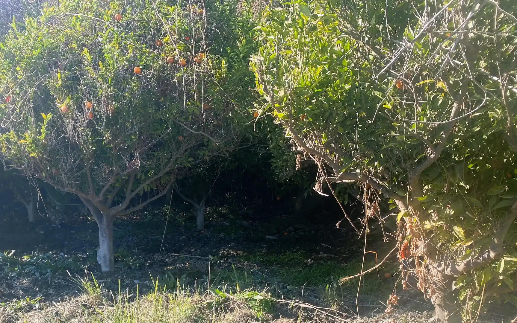Rustikales Grundstück zum Verkauf in Benahadux, imagen 6