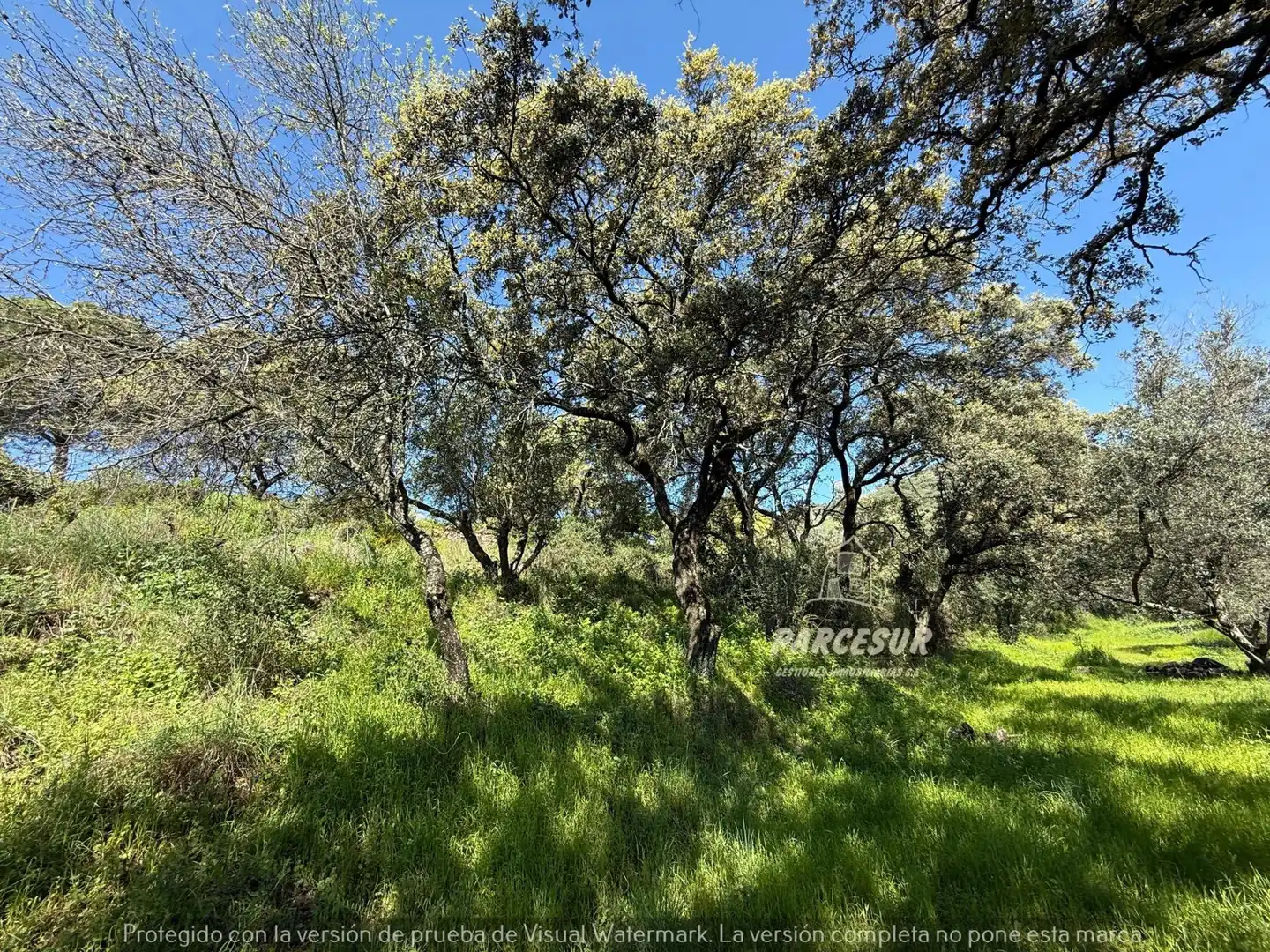 Finca rústica en venda en Córdoba amb Jardí privat i Traster