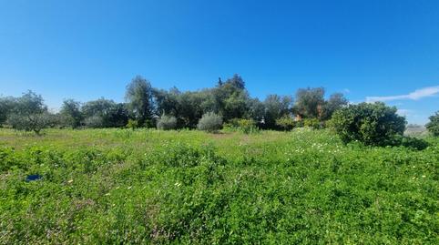 Photo 5 of Land for sale in Carretera Carretera de Almensilla a Mairena, Nuevo Bulevar, Mairena del Aljarafe