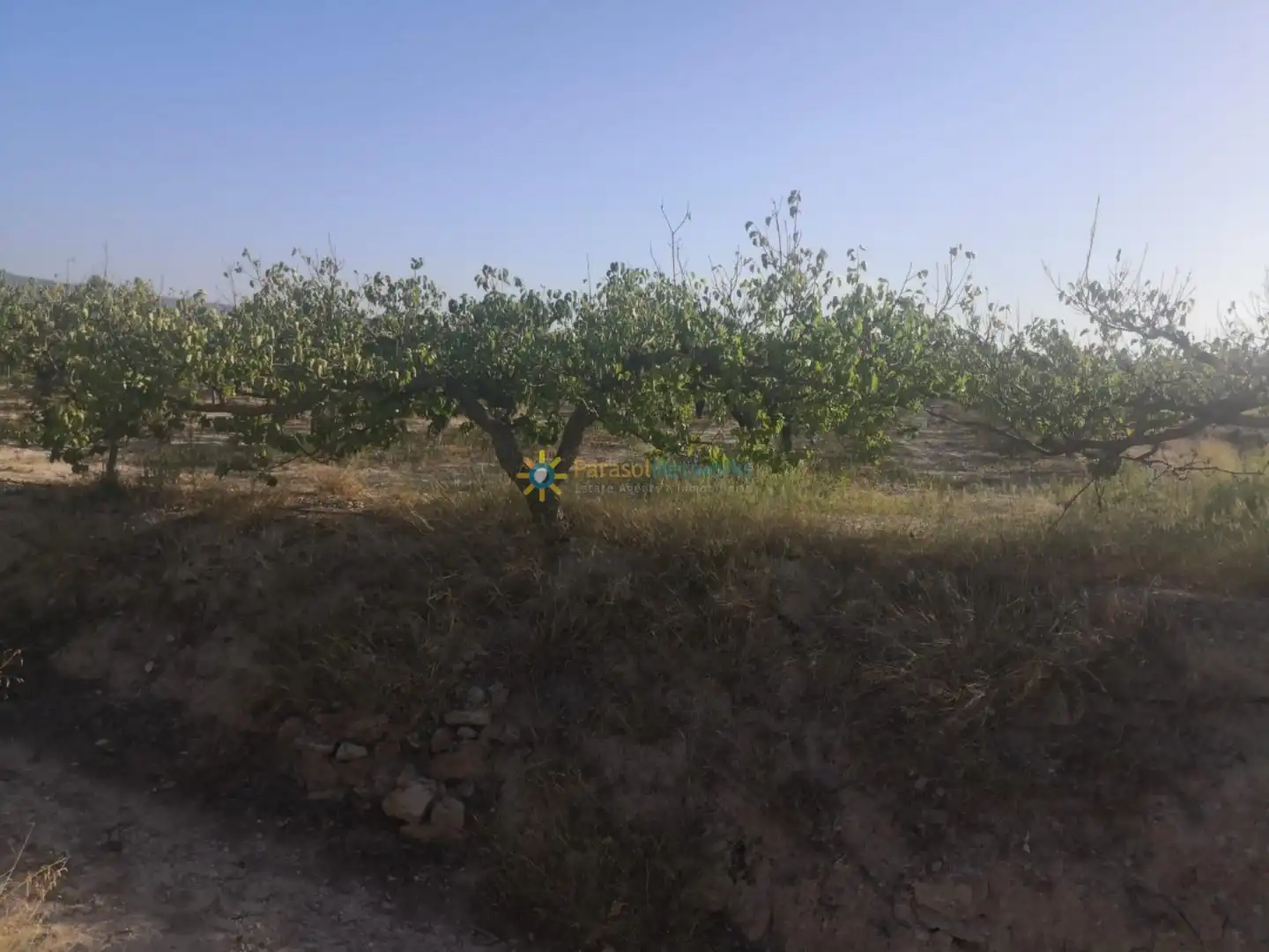 Finca rústica en venda en Albaida amb Jardí privat i Traster