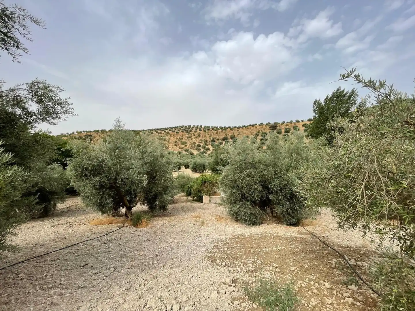 Rustikales Grundstück zum Verkauf in 18260 Íllora, Spain, imagen 5