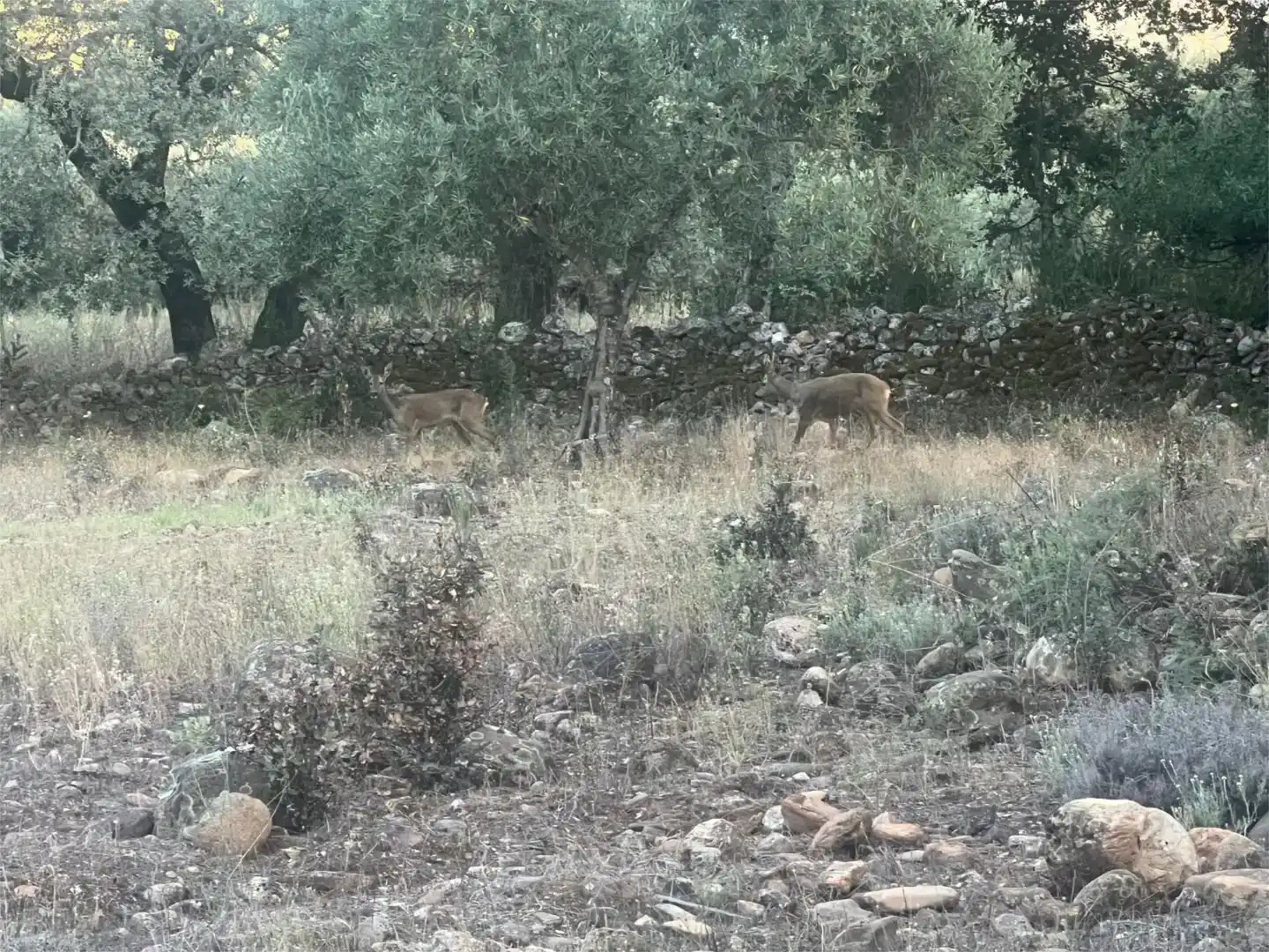 Jardín de Finca rústica en venta en Castañar de Ibor con Piscina