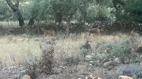 Foto 5 de Finca rústica en venda a Castañar de Ibor, Cáceres